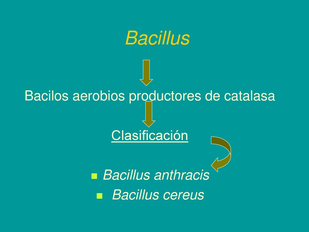 Bacilos aerobios productores de catalasa