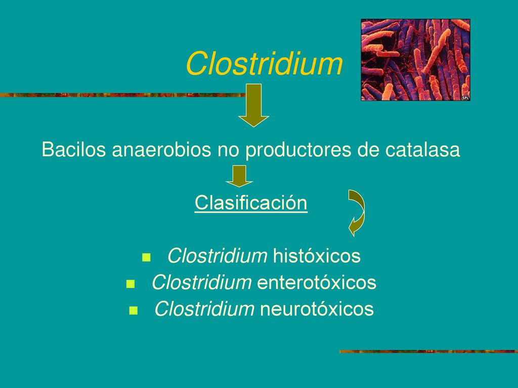 Clostridium Bacilos anaerobios no productores de catalasa