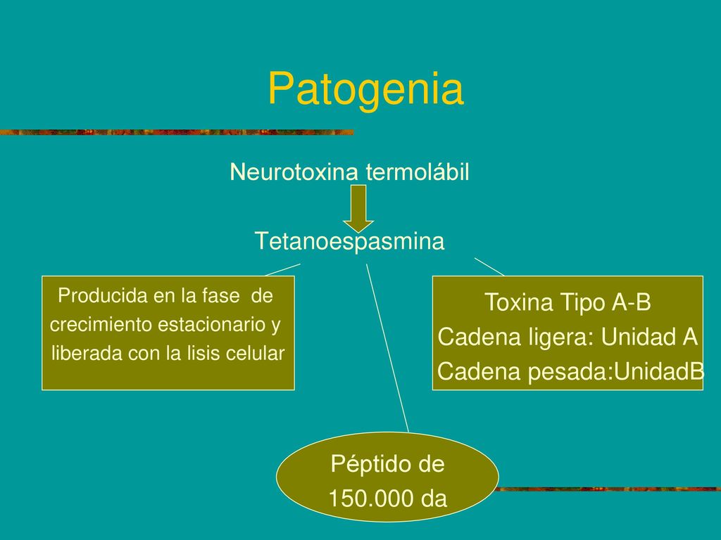 Patogenia Neurotoxina termolábil Tetanoespasmina Toxina Tipo A-B