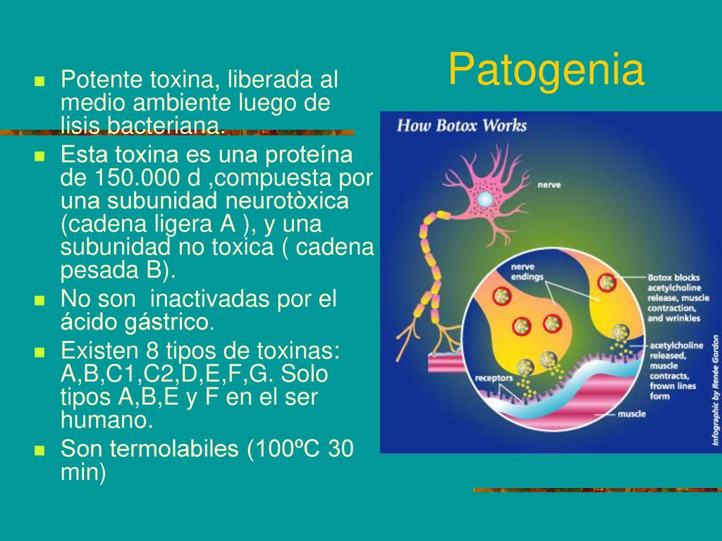 Patogenia Potente toxina, liberada al medio ambiente luego de lisis bacteriana.