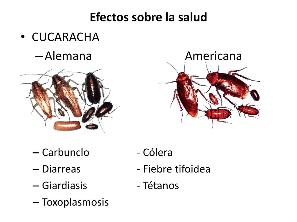 Efectos sobre la salud CUCARACHA Alemana Americana Carbunclo - Cólera