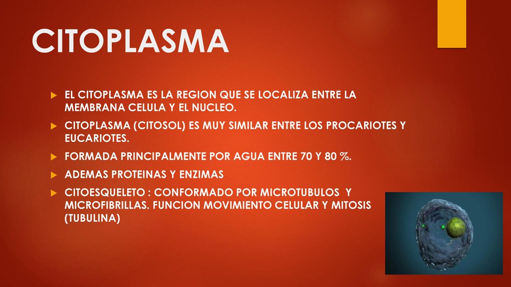 CITOPLASMA EL CITOPLASMA ES LA REGION QUE SE LOCALIZA ENTRE LA MEMBRANA CELULA Y EL NUCLEO.