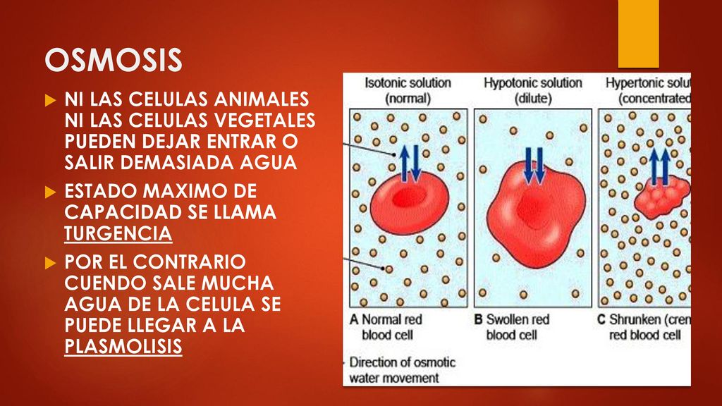 OSMOSIS NI LAS CELULAS ANIMALES NI LAS CELULAS VEGETALES PUEDEN DEJAR ENTRAR O SALIR DEMASIADA AGUA.