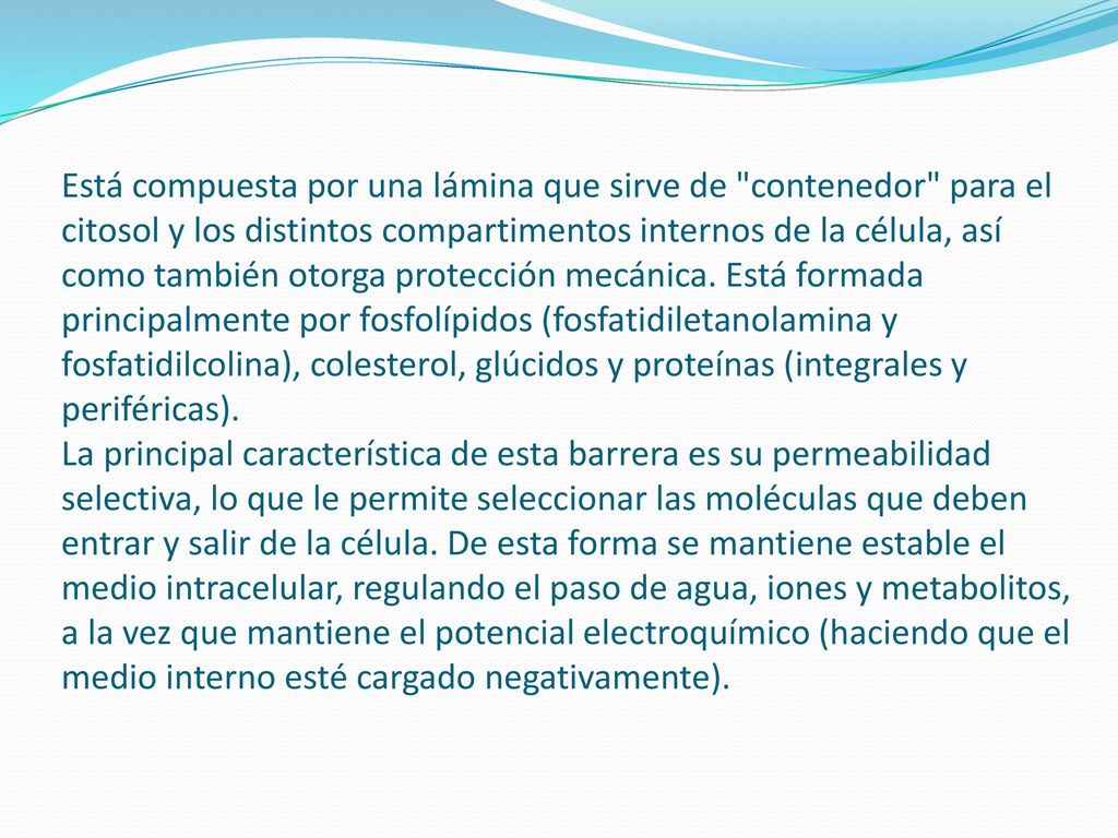 Está compuesta por una lámina que sirve de contenedor para el citosol y los distintos compartimentos internos de la célula, así como también otorga protección mecánica.