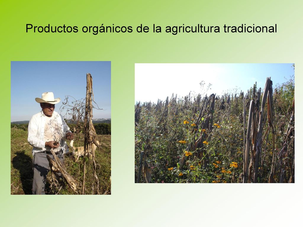 Productos orgánicos de la agricultura tradicional
