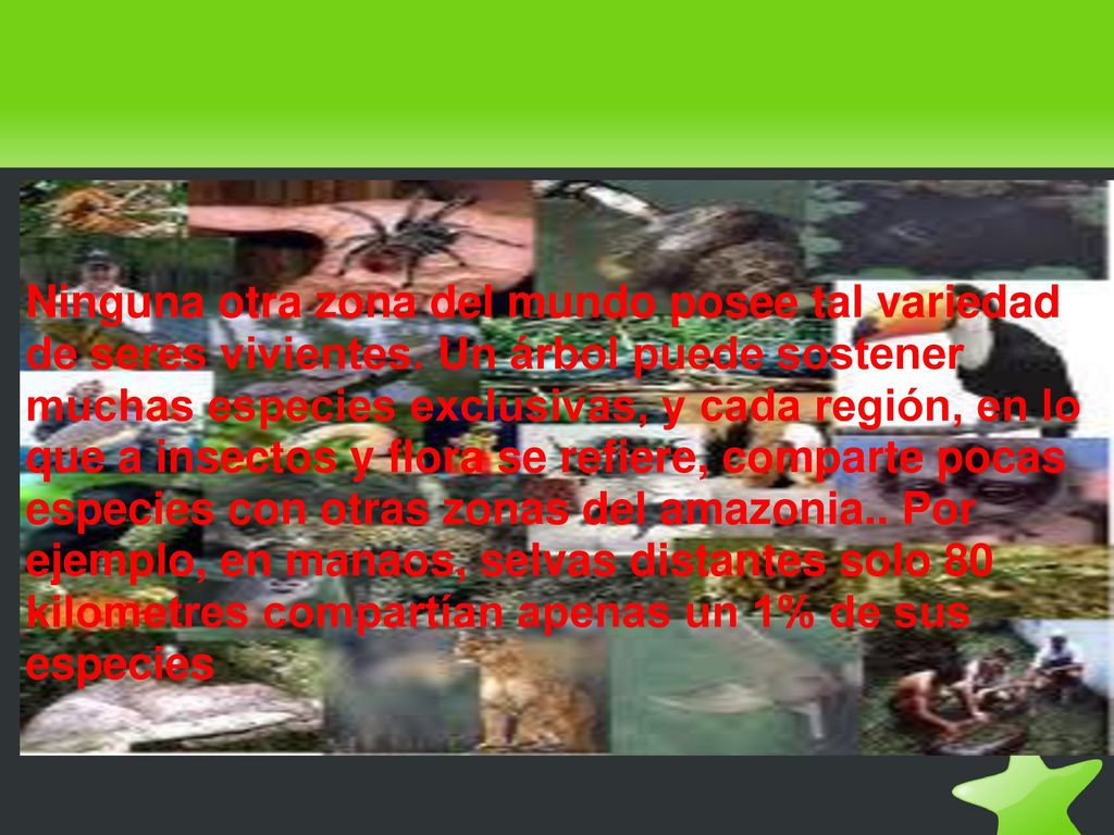 Ninguna otra zona del mundo posee tal variedad de seres vivientes