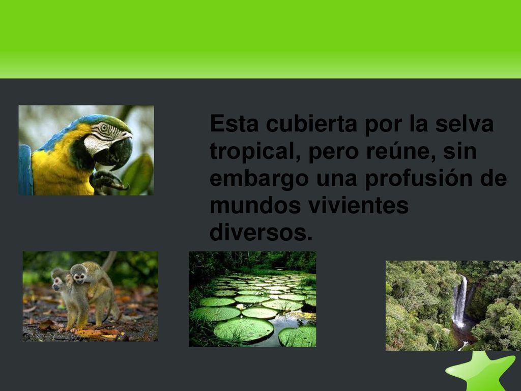Esta cubierta por la selva tropical, pero reúne, sin embargo una profusión de mundos vivientes diversos.