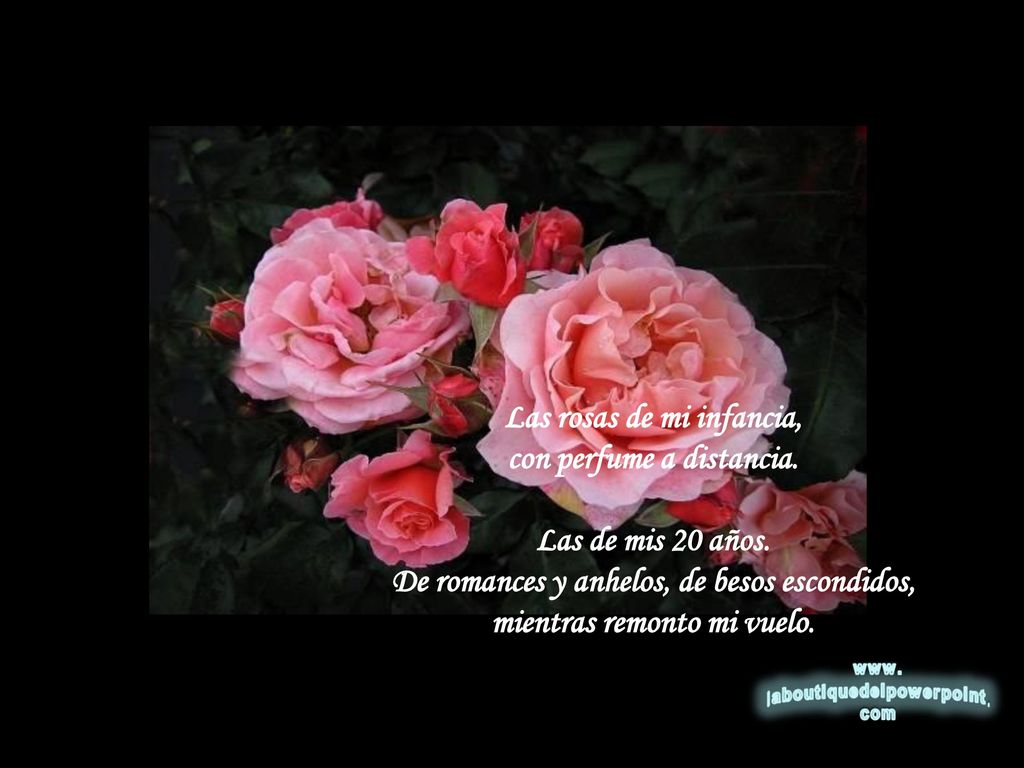Las rosas de mi infancia, con perfume a distancia. Las de mis 20 años.