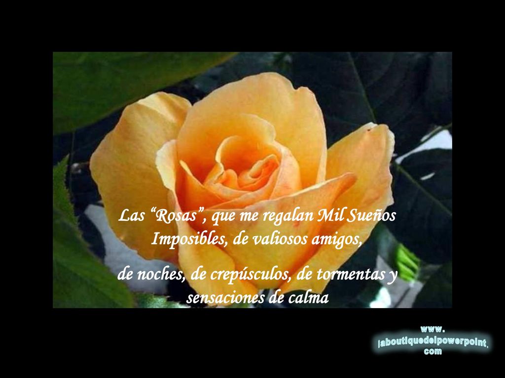 Las Rosas , que me regalan Mil Sueños Imposibles, de valiosos amigos,