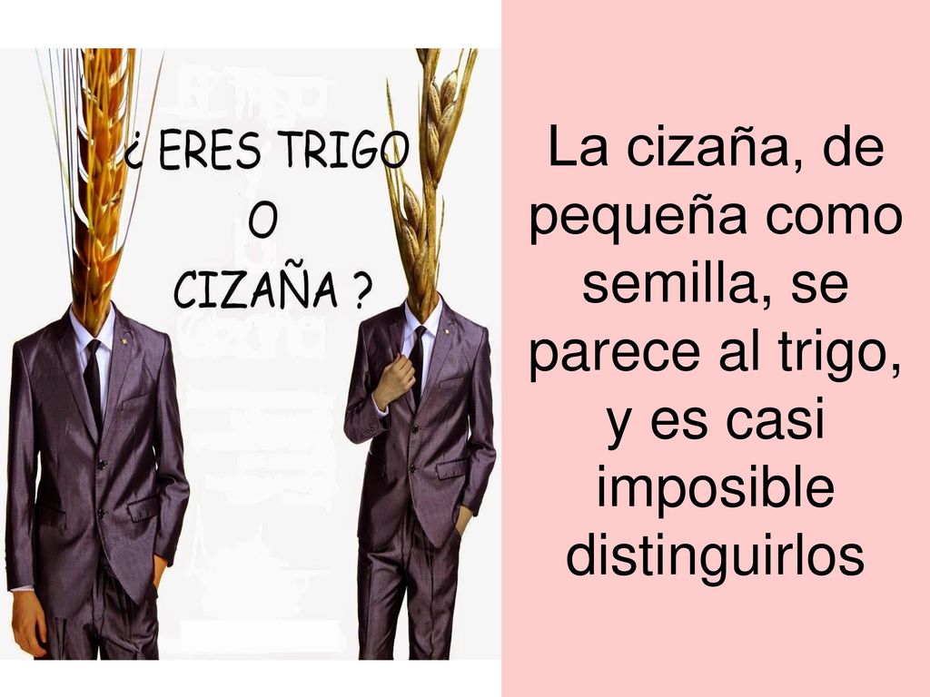 La cizaña, de pequeña como semilla, se parece al trigo, y es casi imposible distinguirlos