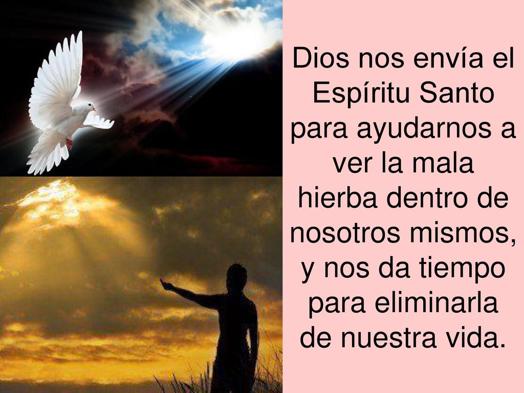 Dios nos envía el Espíritu Santo para ayudarnos a ver la mala hierba dentro de nosotros mismos, y nos da tiempo para eliminarla de nuestra vida.