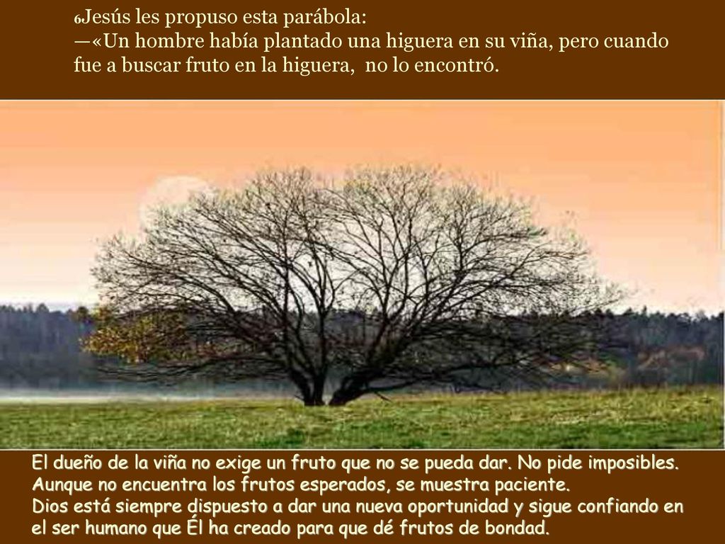 6Jesús les propuso esta parábola: —«Un hombre había plantado una higuera en su viña, pero cuando fue a buscar fruto en la higuera, no lo encontró.