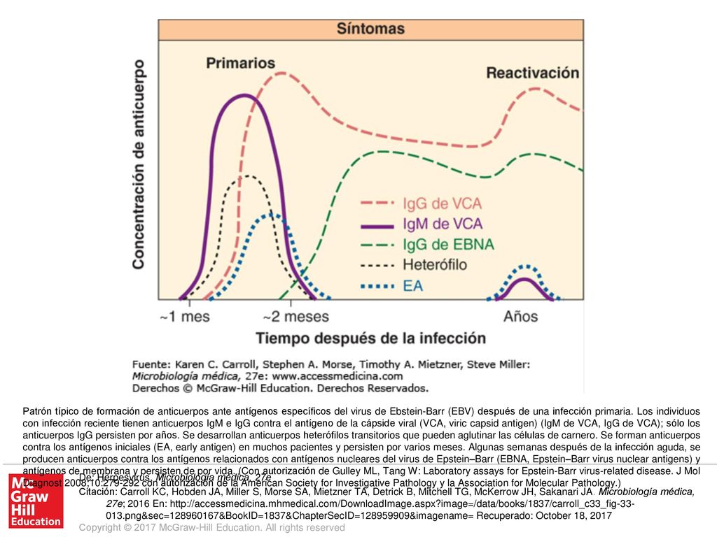 Patrón típico de formación de anticuerpos ante antígenos específicos del virus de Ebstein-Barr (EBV) después de una infección primaria. Los individuos con infección reciente tienen anticuerpos IgM e IgG contra el antígeno de la cápside viral (VCA, viric capsid antigen) (IgM de VCA, IgG de VCA); sólo los anticuerpos IgG persisten por años. Se desarrollan anticuerpos heterófilos transitorios que pueden aglutinar las células de carnero. Se forman anticuerpos contra los antígenos iniciales (EA, early antigen) en muchos pacientes y persisten por varios meses. Algunas semanas después de la infección aguda, se producen anticuerpos contra los antígenos relacionados con antígenos nucleares del virus de Epstein–Barr (EBNA, Epstein–Barr virus nuclear antigens) y antígenos de membrana y persisten de por vida. (Con autorización de Gulley ML, Tang W: Laboratory assays for Epstein-Barr virus-related disease. J Mol Diagnost 2008;10: con autorización de la American Society for Investigative Pathology y la Association for Molecular Pathology.)