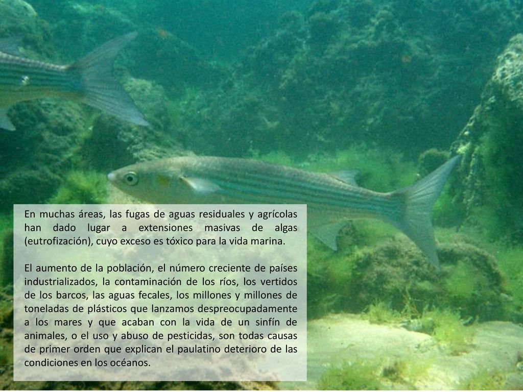 En muchas áreas, las fugas de aguas residuales y agrícolas han dado lugar a extensiones masivas de algas (eutrofización), cuyo exceso es tóxico para la vida marina.