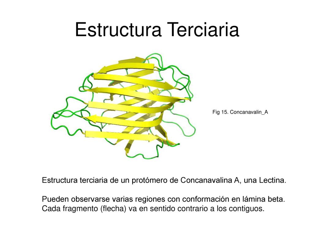 Estructura Terciaria Fig 15. Concanavalin_A. Estructura terciaria de un protómero de Concanavalina A, una Lectina.