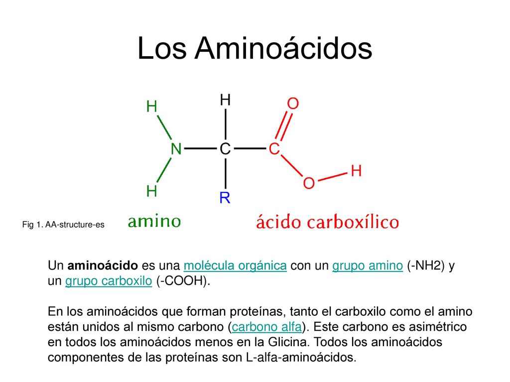 Los Aminoácidos Fig 1. AA-structure-es. Un aminoácido es una molécula orgánica con un grupo amino (-NH2) y un grupo carboxilo (-COOH).