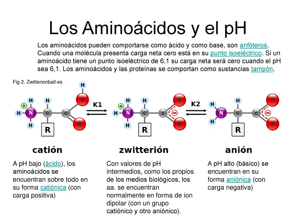 Los Aminoácidos y el pH Los aminoácidos pueden comportarse como ácido y como base, son anfóteros.