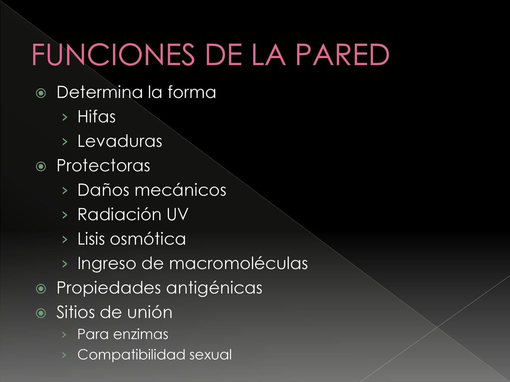 FUNCIONES DE LA PARED Determina la forma Hifas Levaduras Protectoras