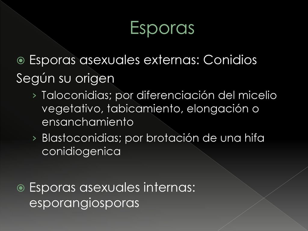 Esporas Esporas asexuales externas: Conidios Según su origen