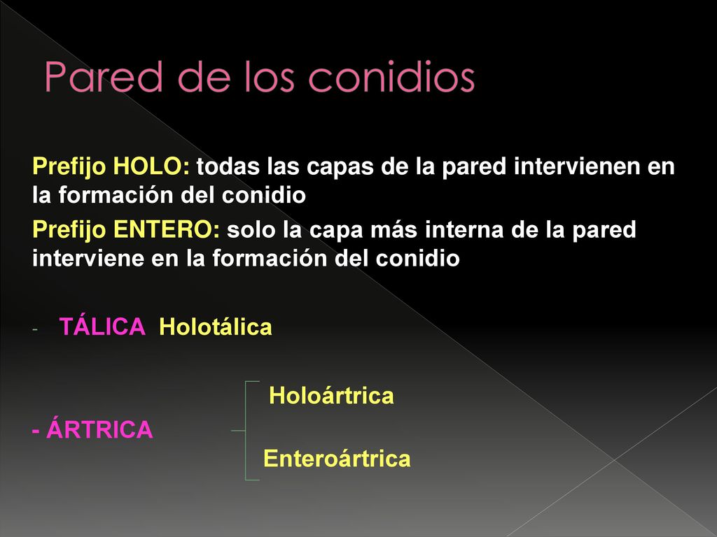 Pared de los conidios Prefijo HOLO: todas las capas de la pared intervienen en la formación del conidio.