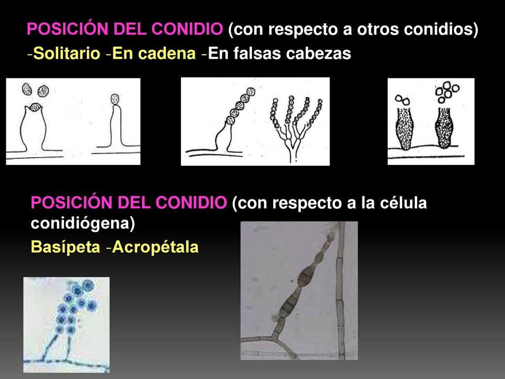 POSICIÓN DEL CONIDIO (con respecto a otros conidios) -Solitario -En cadena -En falsas cabezas