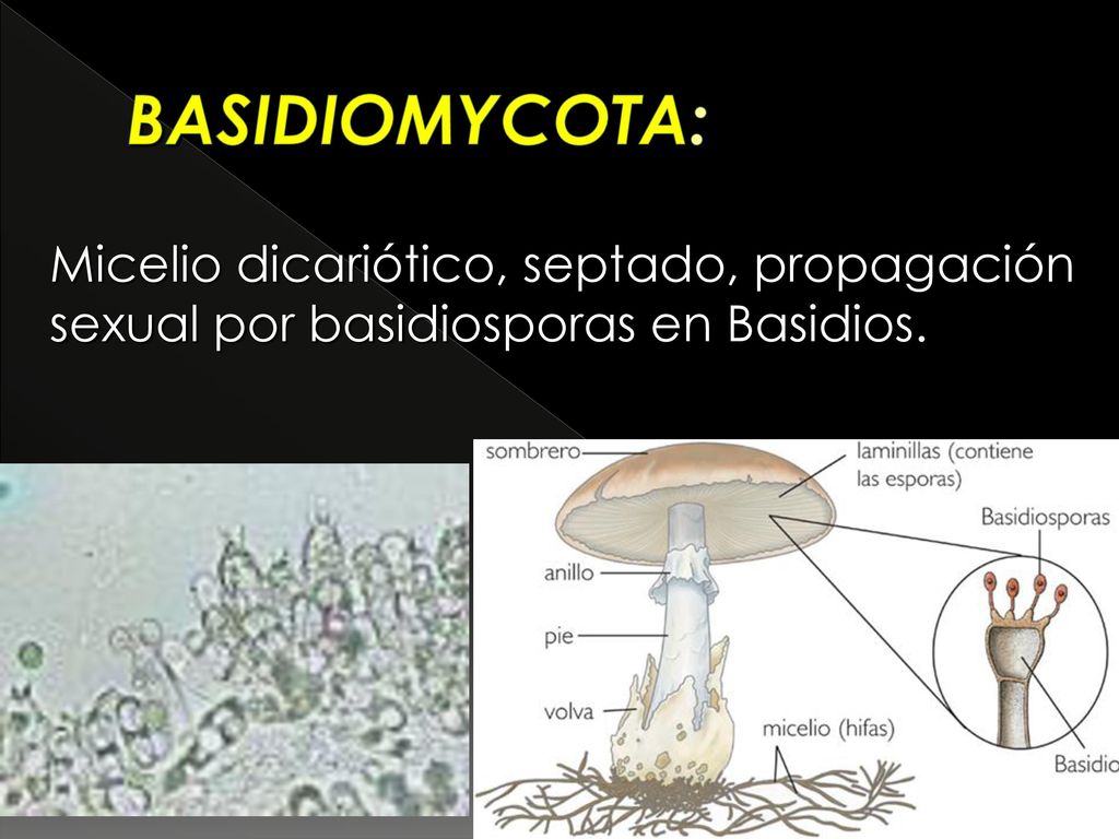BASIDIOMYCOTA: Micelio dicariótico, septado, propagación sexual por basidiosporas en Basidios.