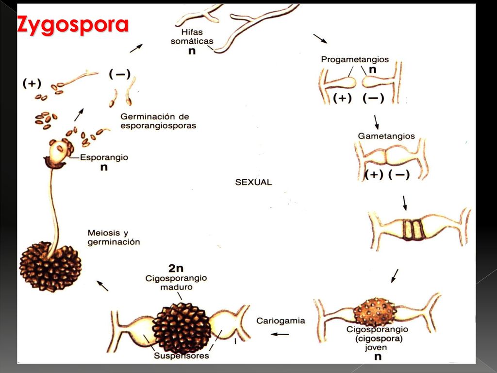 Zygospora