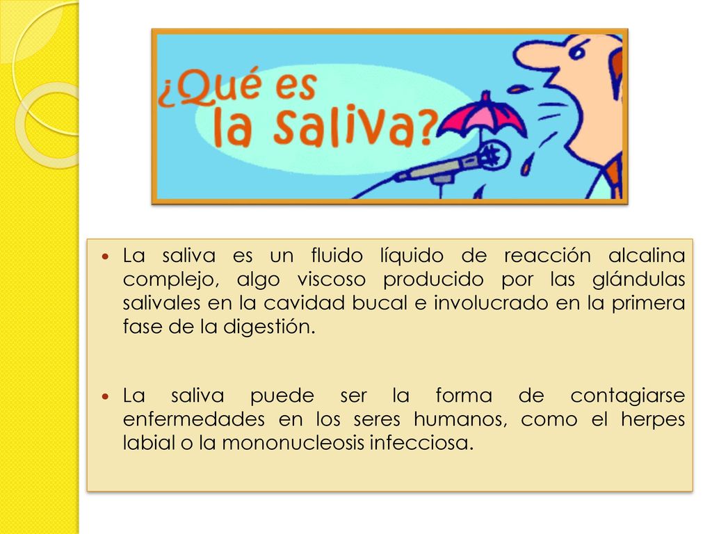 La saliva es un fluido líquido de reacción alcalina complejo, algo viscoso producido por las glándulas salivales en la cavidad bucal e involucrado en la primera fase de la digestión.