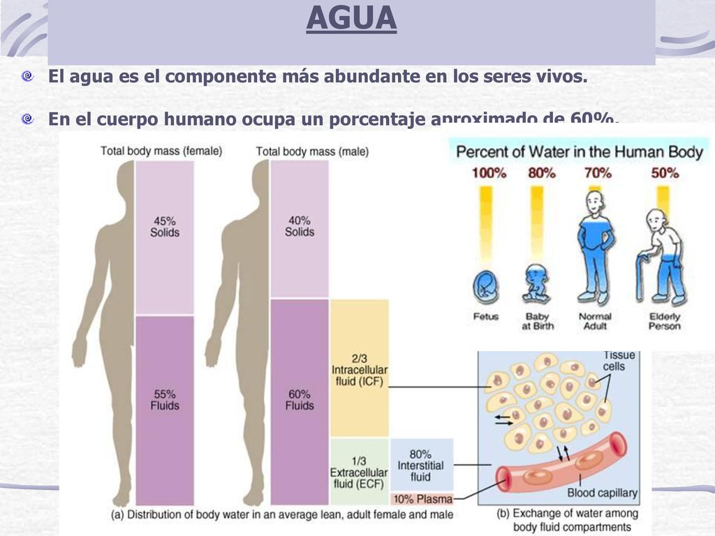AGUA El agua es el componente más abundante en los seres vivos.