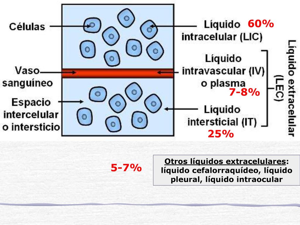 60% 7-8% 25% Otros líquidos extracelulares: líquido cefalorraquídeo, líquido pleural, líquido intraocular.
