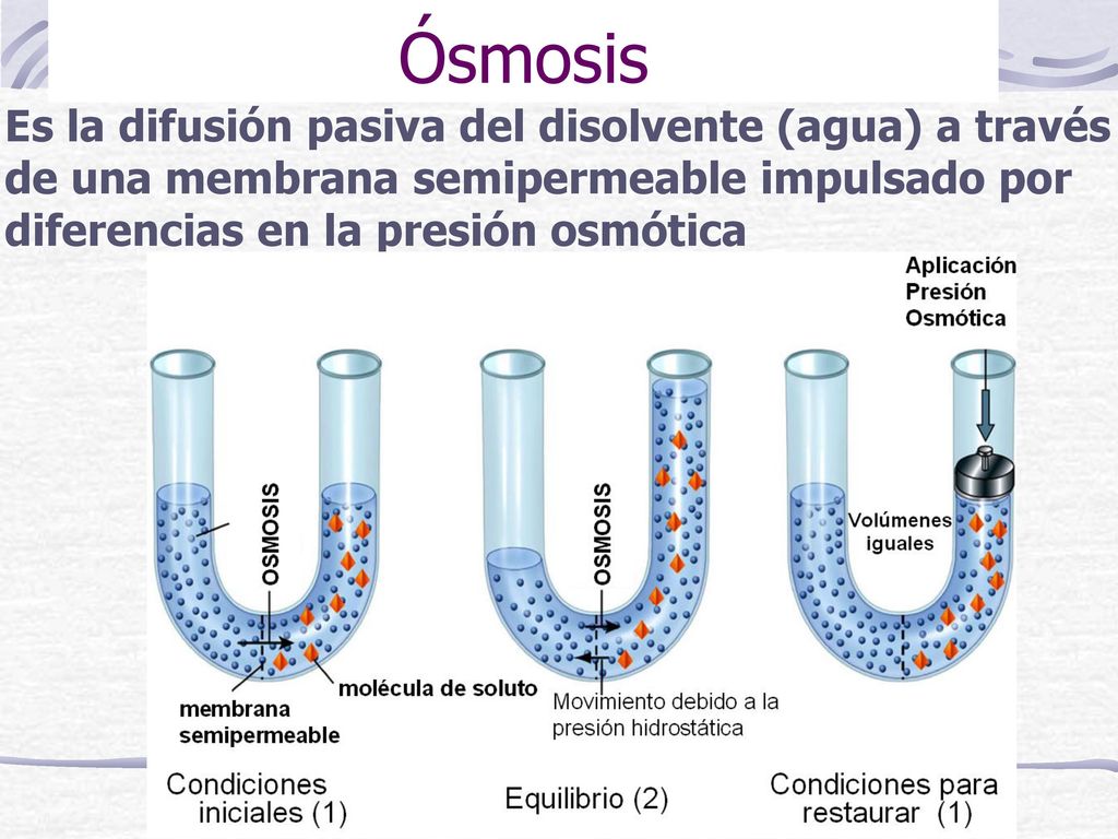 Ósmosis Es la difusión pasiva del disolvente (agua) a través de una membrana semipermeable impulsado por diferencias en la presión osmótica.