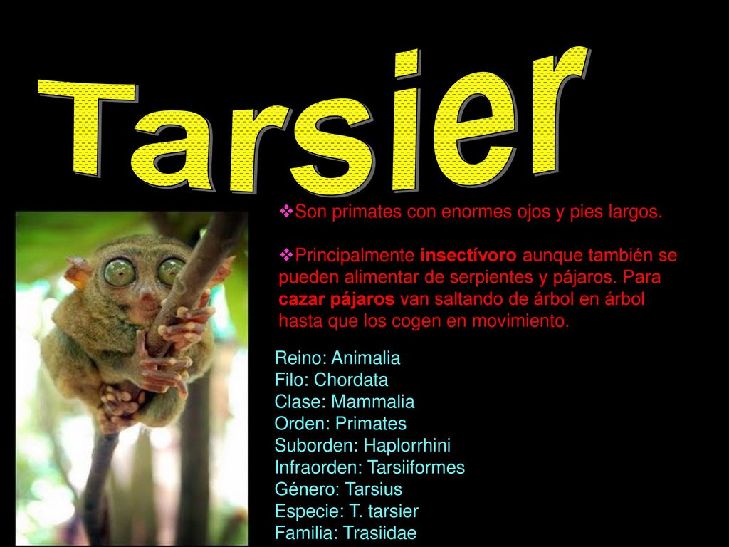 Tarsier Son primates con enormes ojos y pies largos.