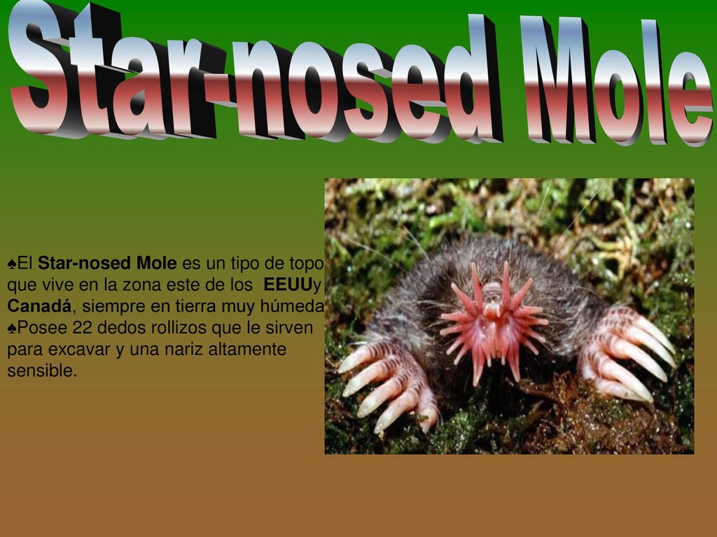 Star-nosed Mole El Star-nosed Mole es un tipo de topo que vive en la zona este de los EEUUy en Canadá, siempre en tierra muy húmeda.