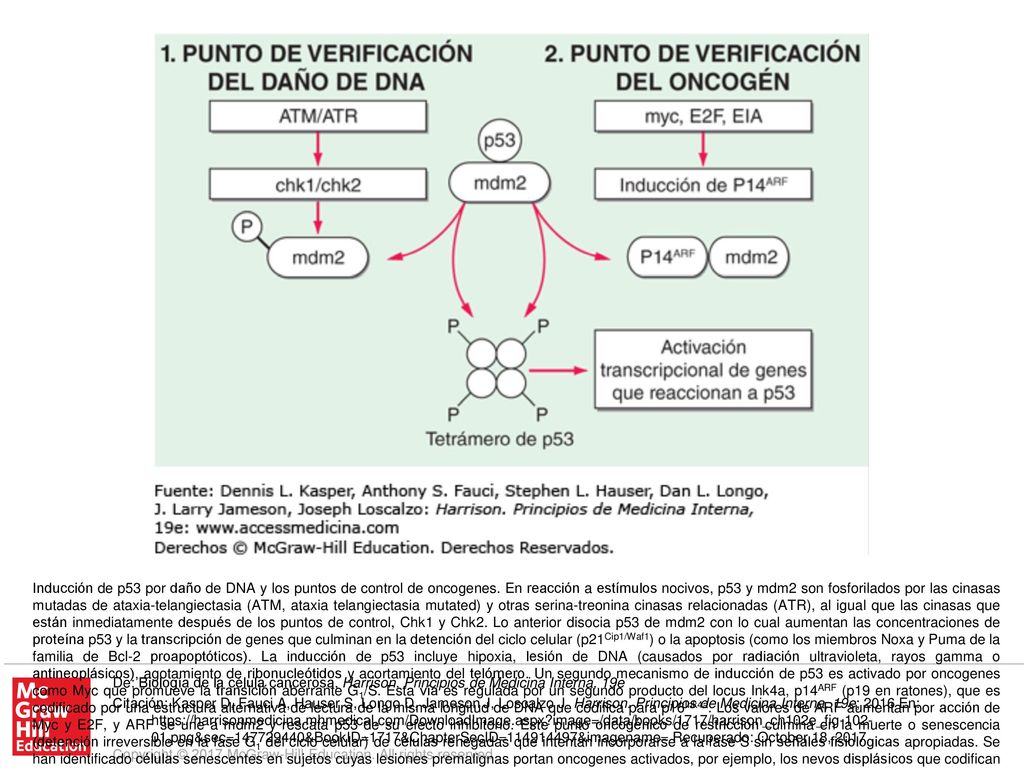 Inducción de p53 por daño de DNA y los puntos de control de oncogenes