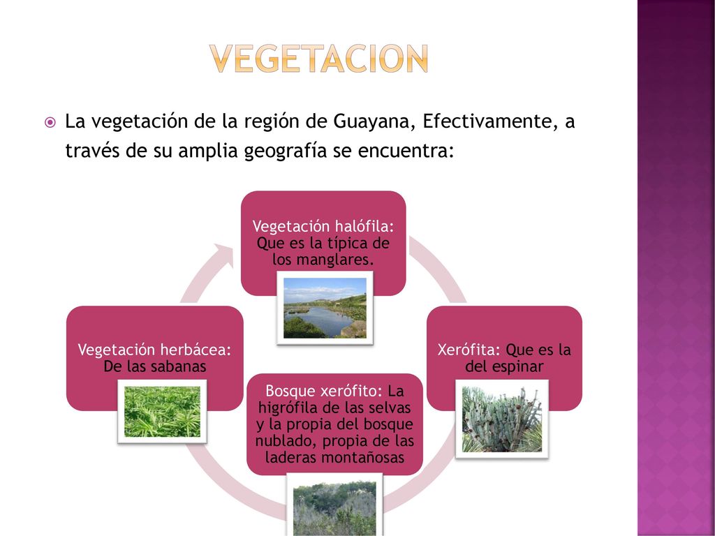 VEGETACION La vegetación de la región de Guayana, Efectivamente, a través de su amplia geografía se encuentra: