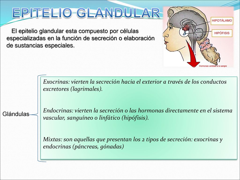 EPITELIO GLANDULAR El epitelio glandular esta compuesto por células