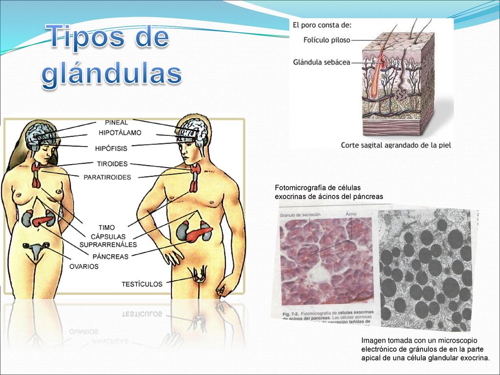 Tipos de glándulas. Fotomicrografía de células exocrinas de ácinos del páncreas.