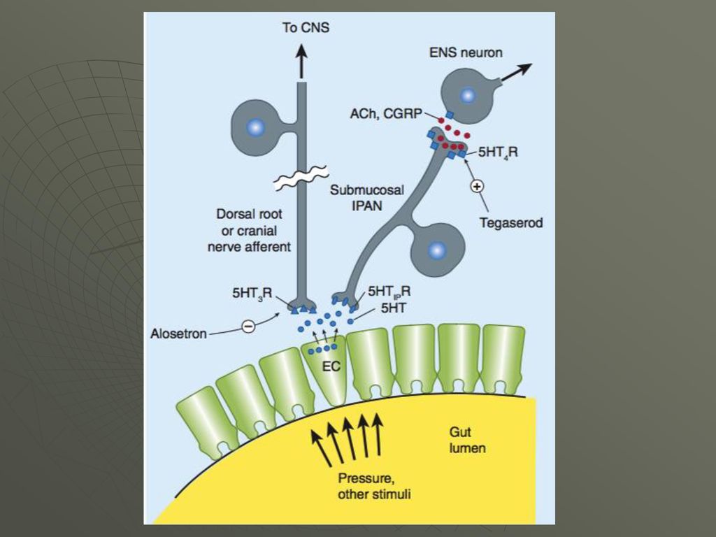La liberación de serotonina (5-HT) por las células enterocromafines (EC) por la distensión intestinal estimula las neuronas aferentes primarias intrínsecas submucosas a través de receptores 5-HT1P y neuronas aferentes primarias extrínsecas a través de receptores 5-HT3 (5-HT1PR, 5-HT3R) .