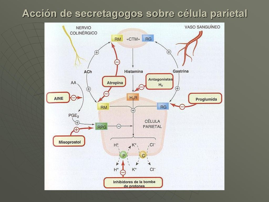 Acción de secretagogos sobre célula parietal
