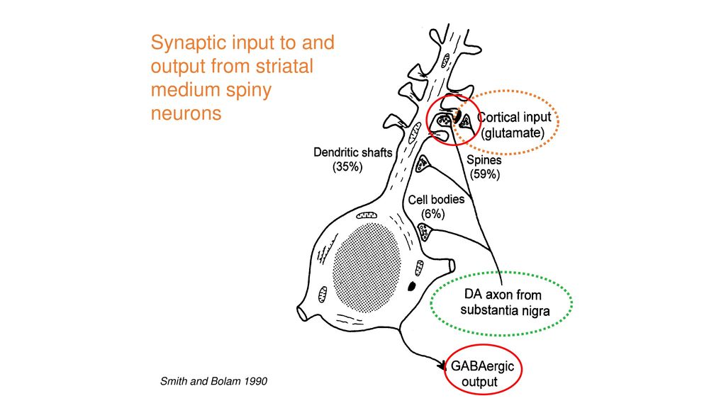 Synaptic input to and output from striatal medium spiny neurons