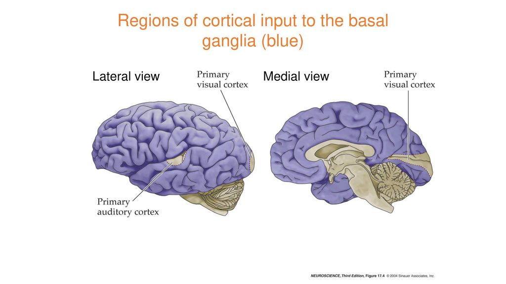 Regions of cortical input to the basal ganglia (blue)