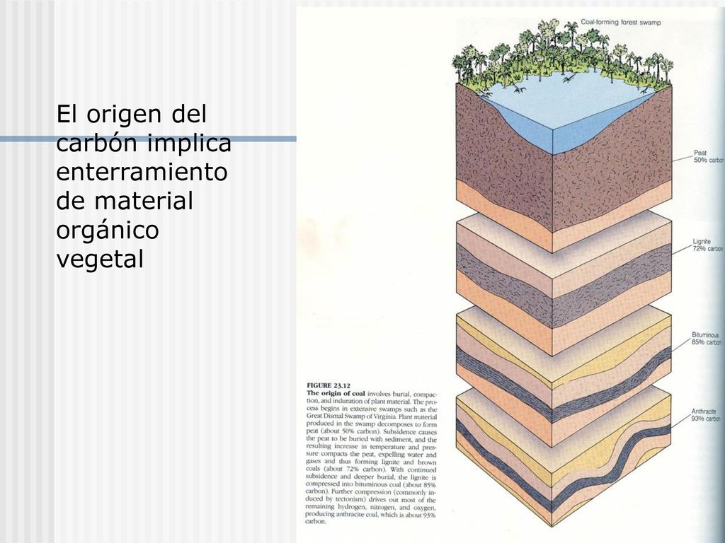 El origen del carbón implica enterramiento de material orgánico vegetal