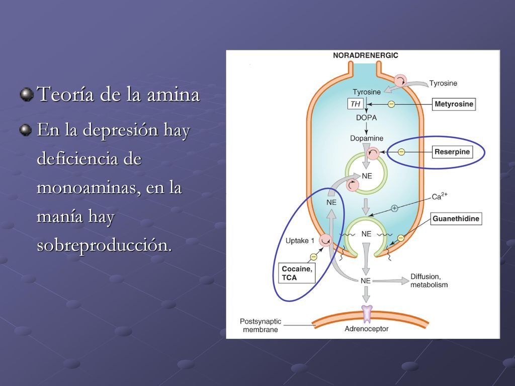 Teoría de la amina En la depresión hay deficiencia de monoaminas, en la manía hay sobreproducción.