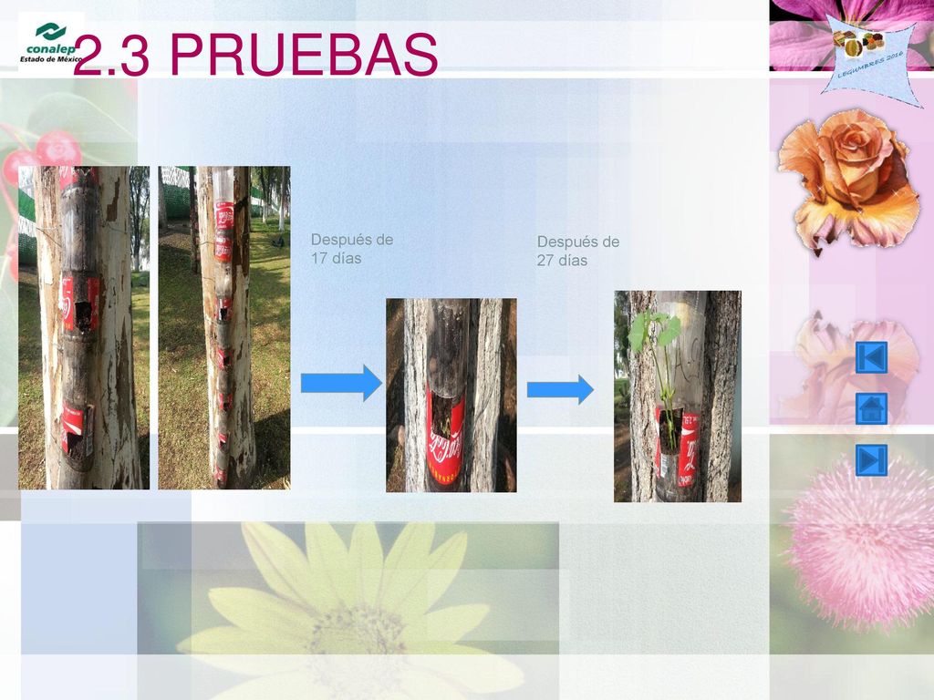 2.3 PRUEBAS Después de 17 días Después de 27 días