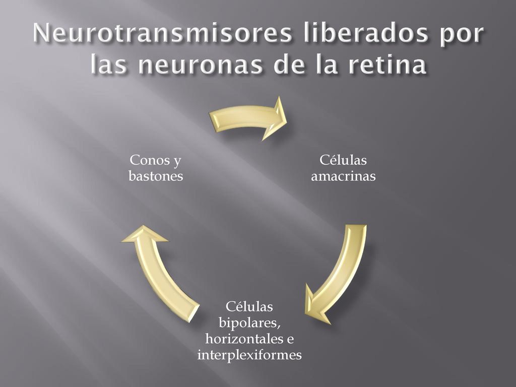 Neurotransmisores liberados por las neuronas de la retina