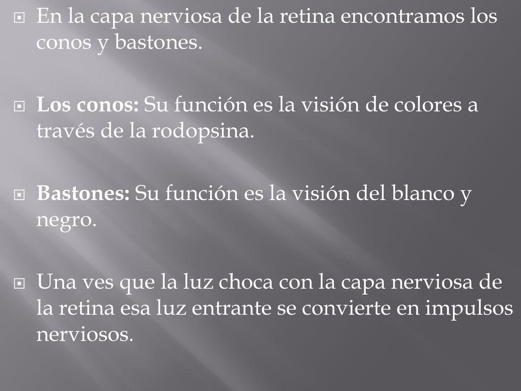 En la capa nerviosa de la retina encontramos los conos y bastones.
