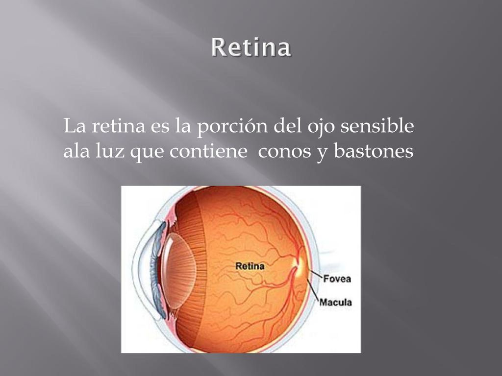 Retina La retina es la porción del ojo sensible ala luz que contiene conos y bastones