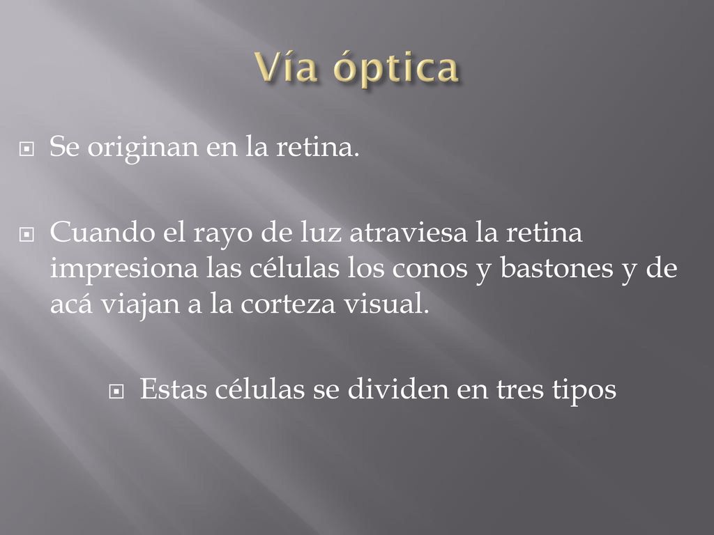 Estas células se dividen en tres tipos