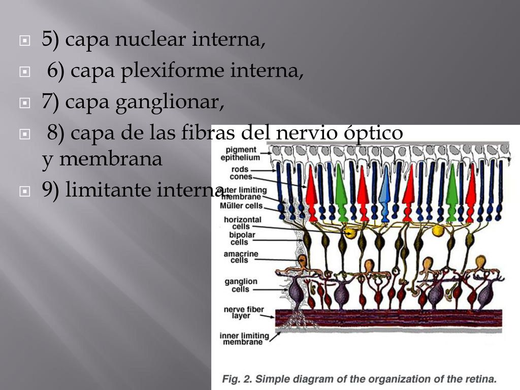 5) capa nuclear interna, 6) capa plexiforme interna, 7) capa ganglionar, 8) capa de las fibras del nervio óptico y membrana.