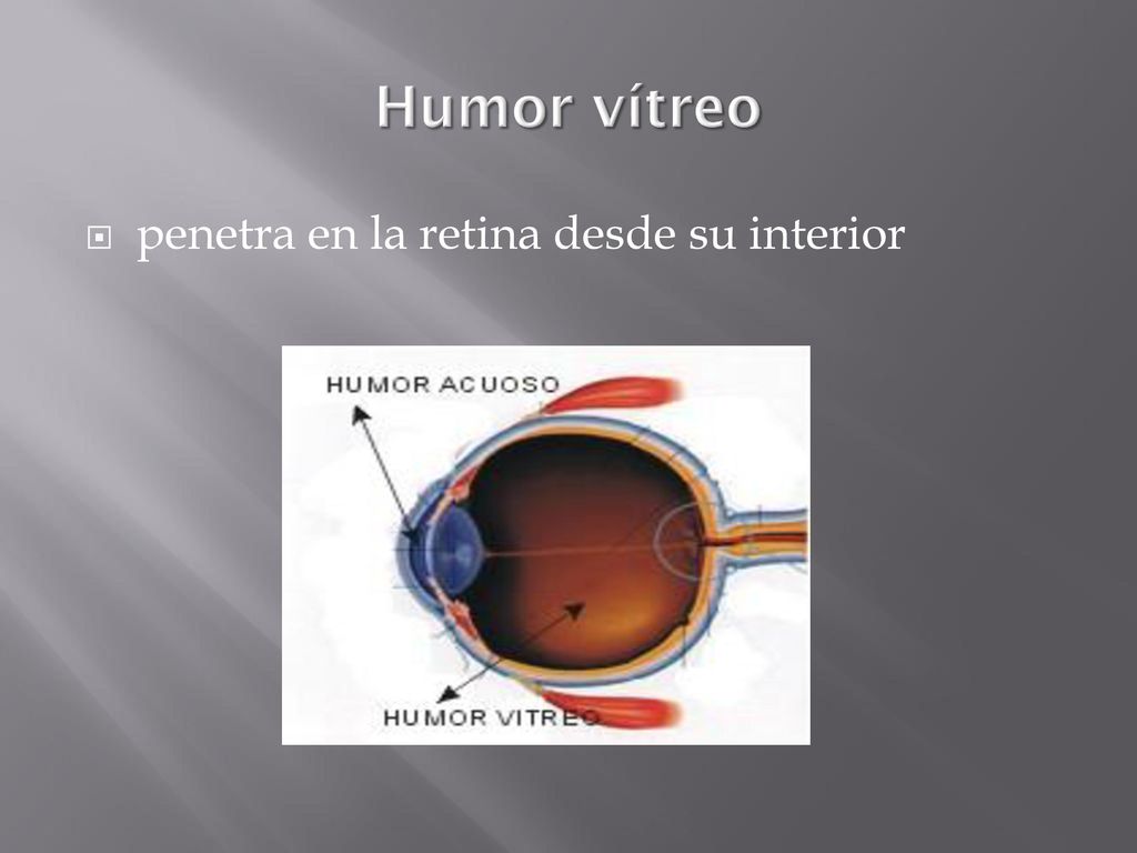 Humor vítreo penetra en la retina desde su interior